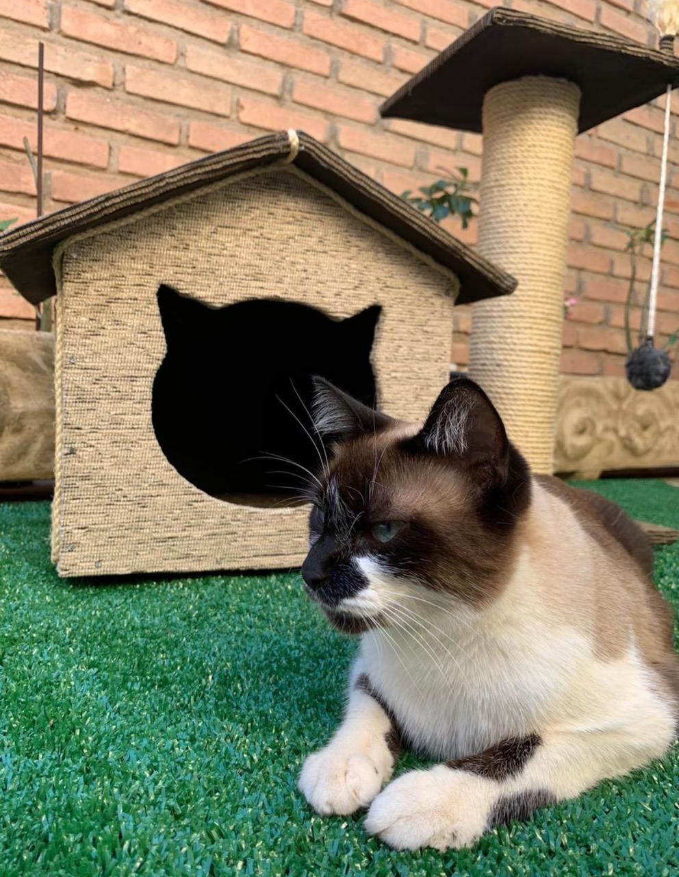 Arranhador Casinha com Torre Simples